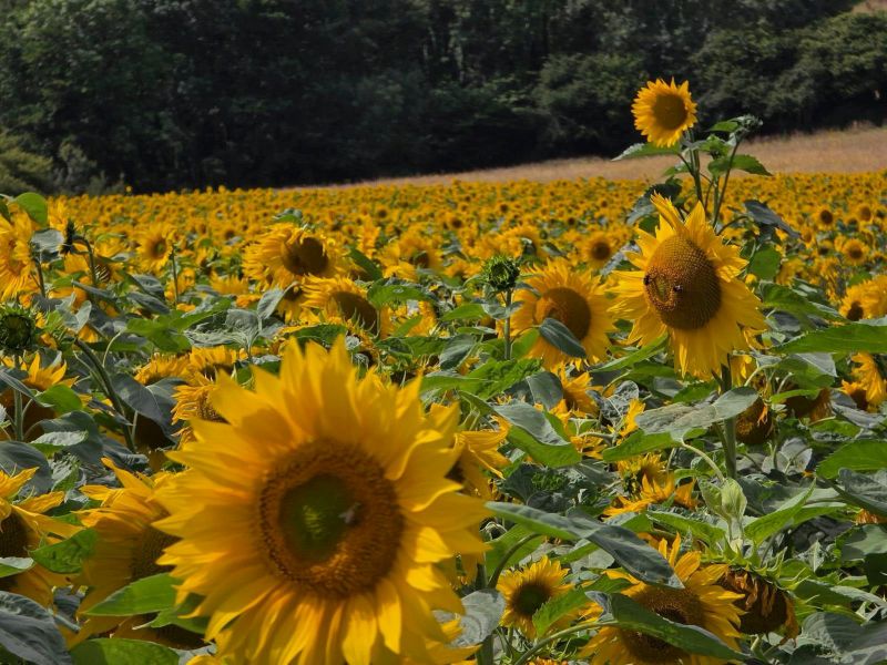 Sunflower Field