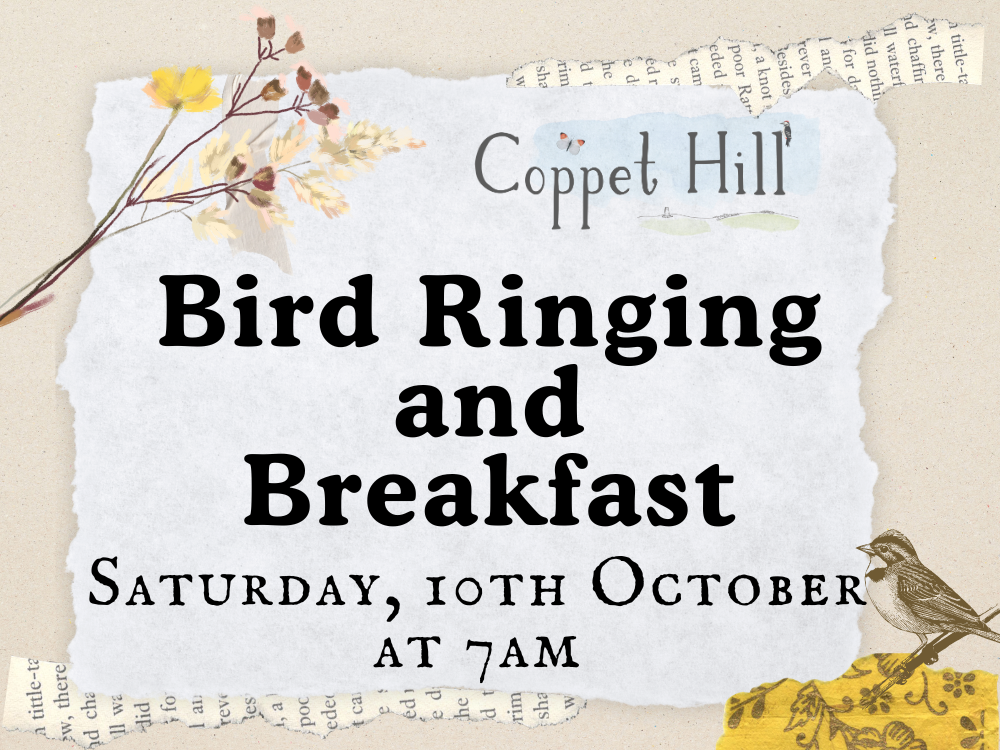 Bird Ringing