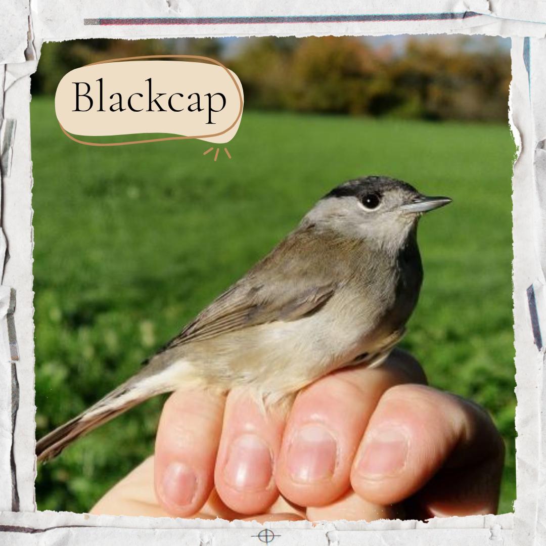 Blackcap