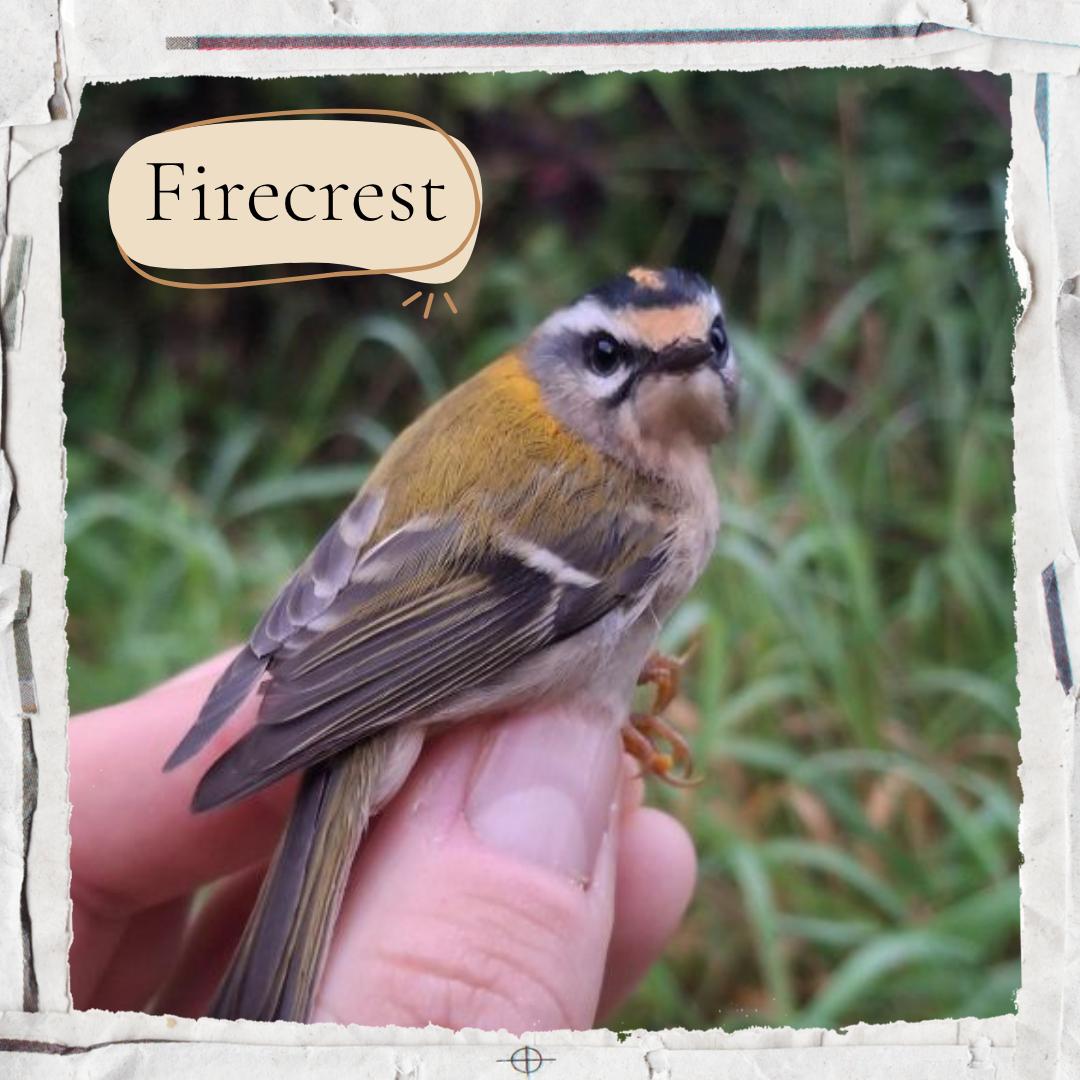 Firecrest