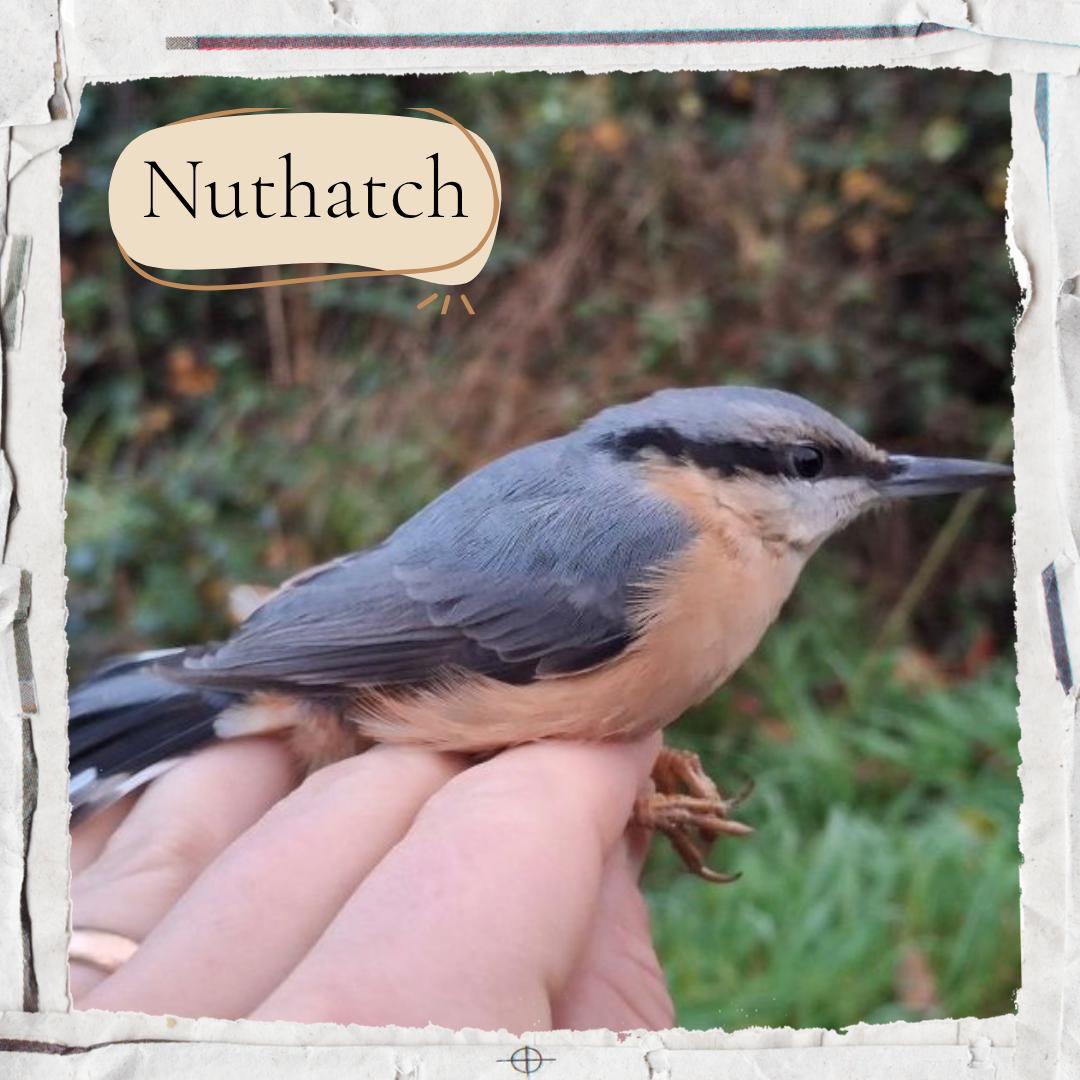 Nuthatch