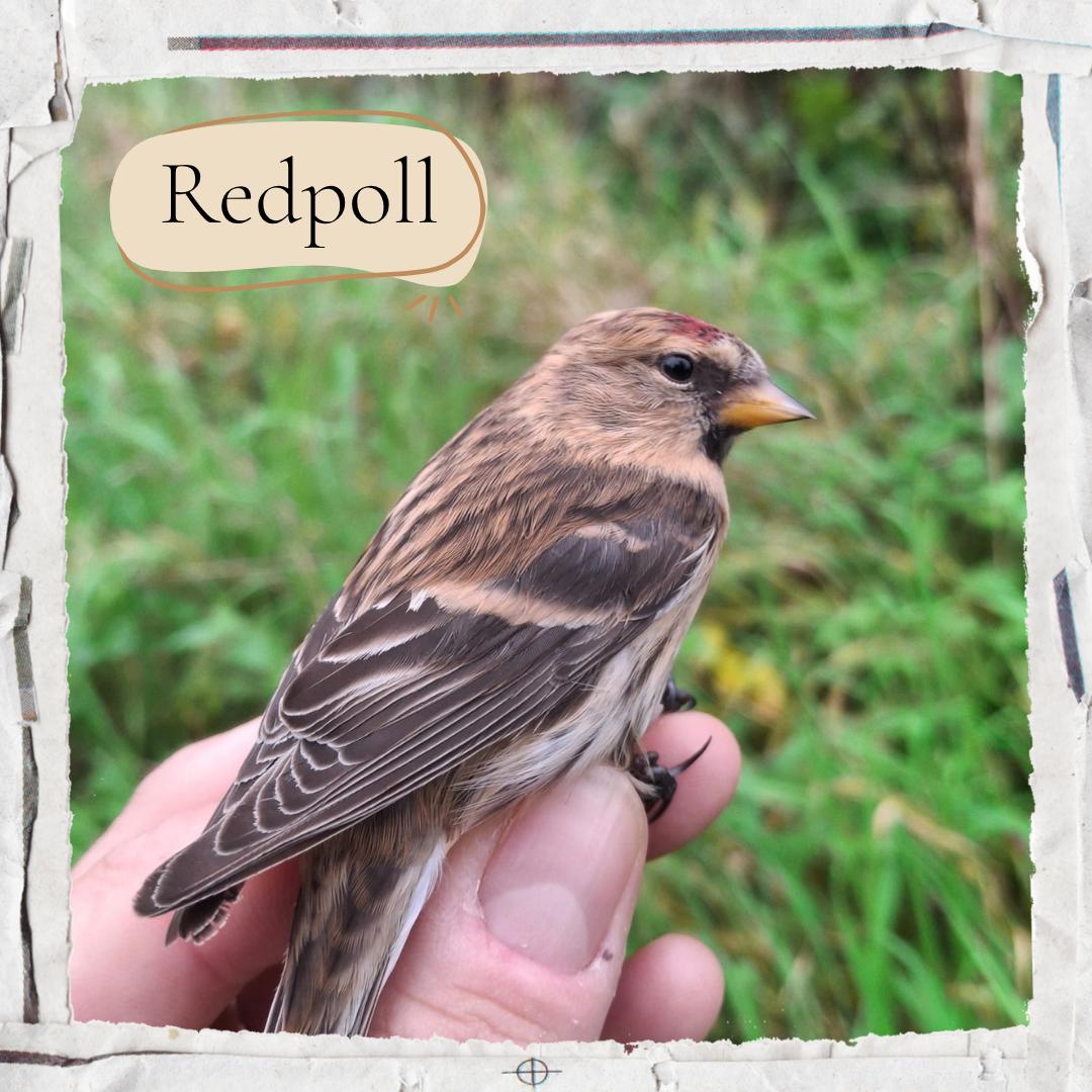 Redpoll