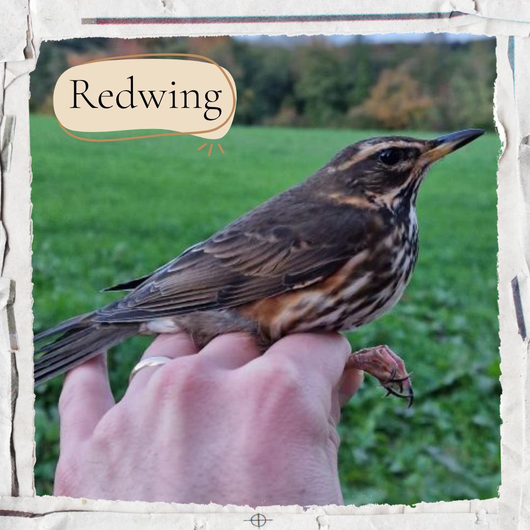 Redwing