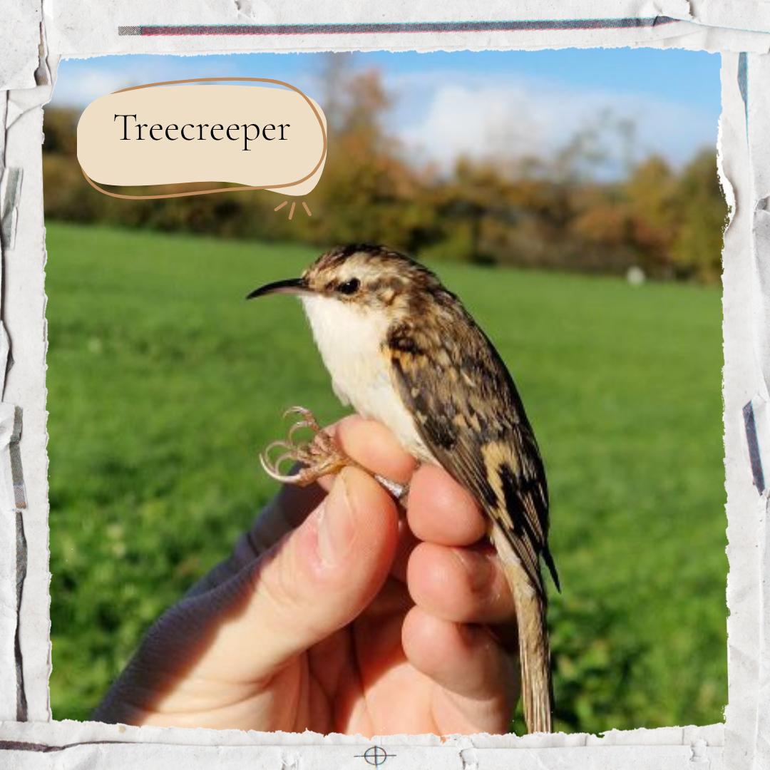 Treecreeper